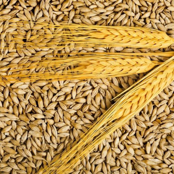 raw barley