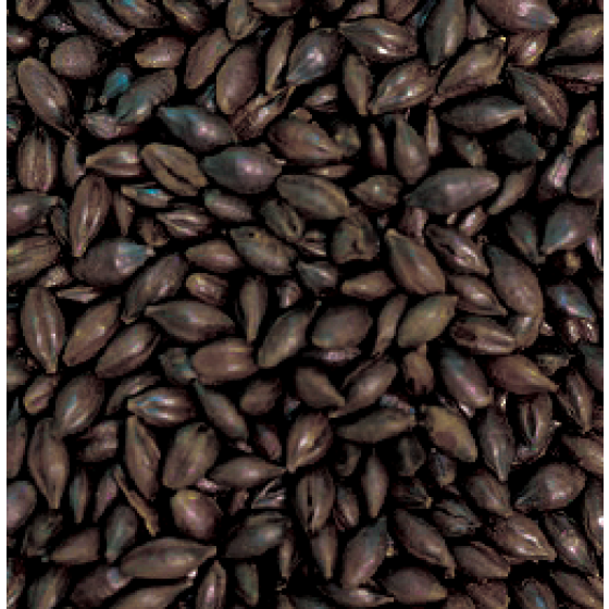 Gladfield Roasted Barley