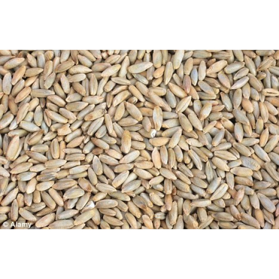 Gladfield Rye malt