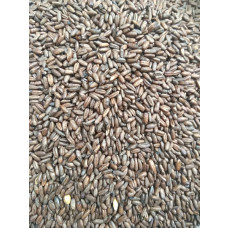 Gladfield Chocolate Rye Malt