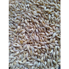 Gladfield Chit Barley Malt