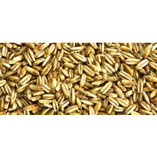 Gladfield Golden Oat