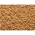 raw wheat 1