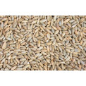 Gladfield Rye malt